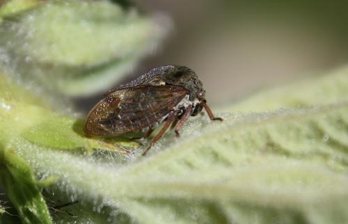 Réf. 246 046 : Centrotus cornutus
